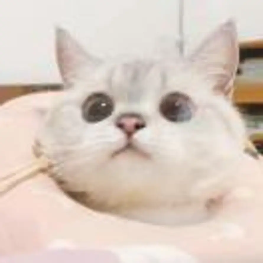 Neverland的头像