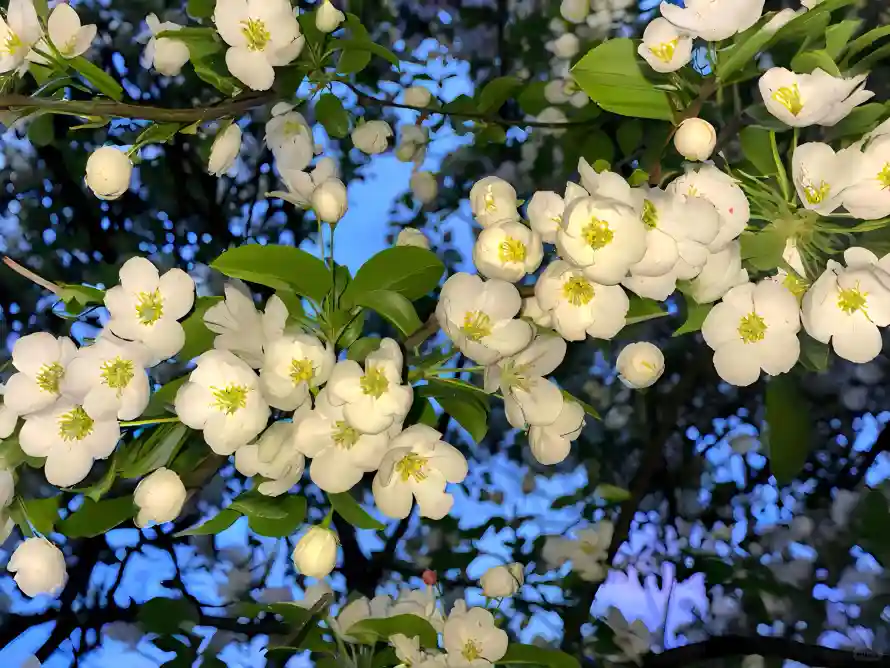 4k盛开壁纸-海棠花 - 绿叶-春季花卉壁纸分享「哲风壁纸」