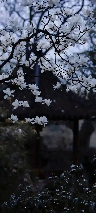 4k树枝壁纸 - 白玉兰 - 早春开花 - 春季花卉「哲风壁纸」