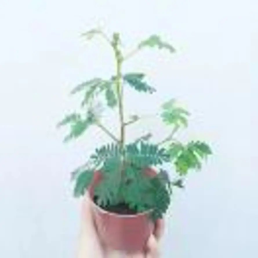 大洋芋的头像