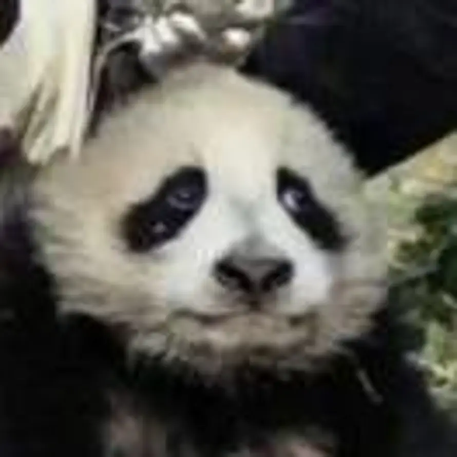 康夫熊猫的头像