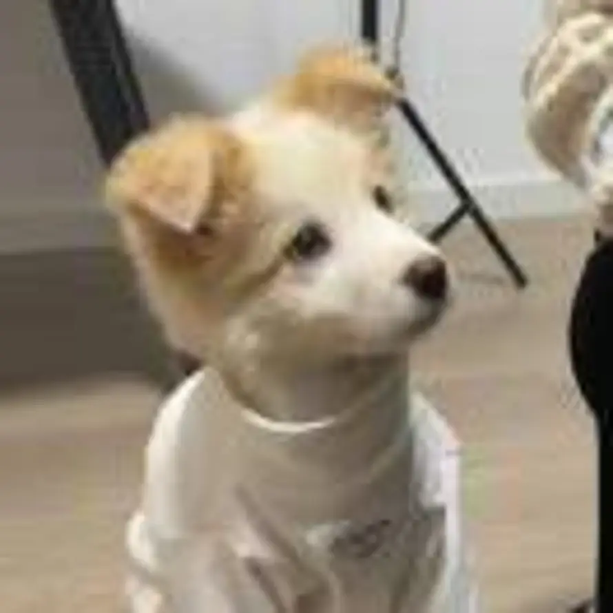 HYS的头像