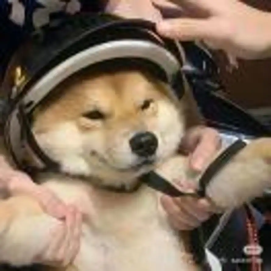 小火苗的头像