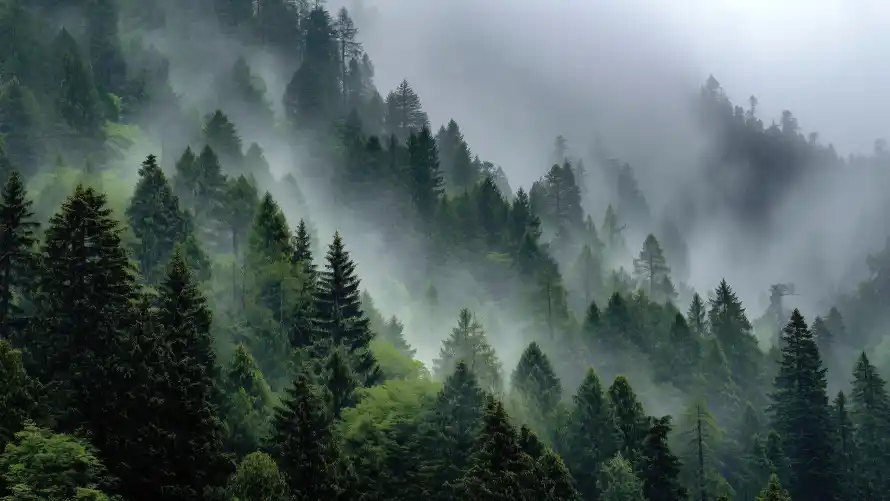 4k山林迷雾壁纸 - 晨雾山林 - 自然风景 - 苍翠松林「哲风壁纸」