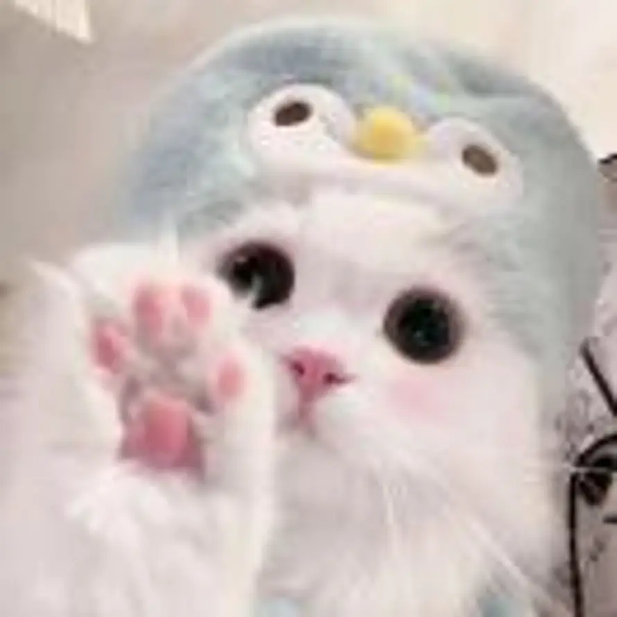 泡泡的头像