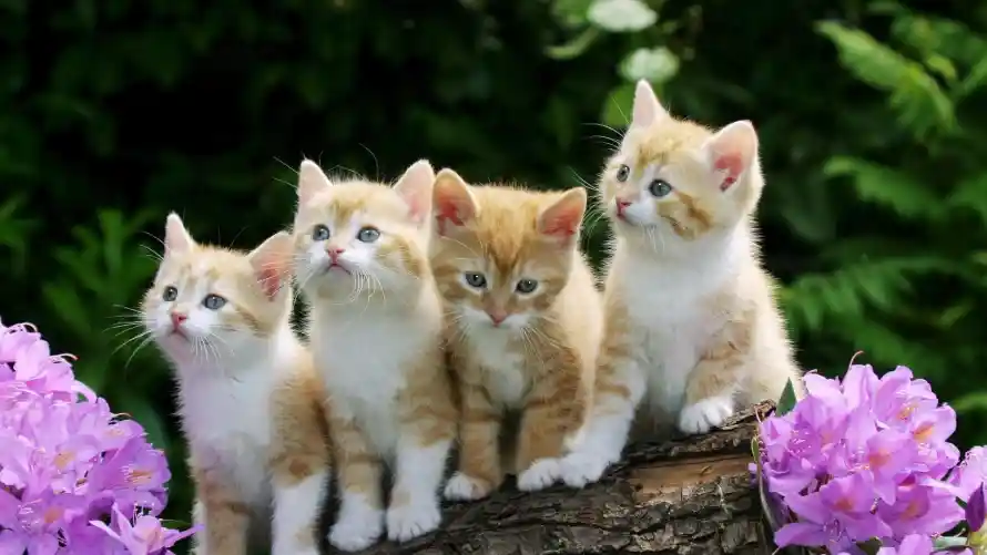 4k外景壁纸 - 猫 - 小猫 - 树桩「哲风壁纸」
