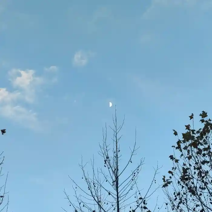 柚橪🍓的头像