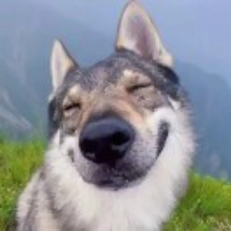 pipip😗的头像