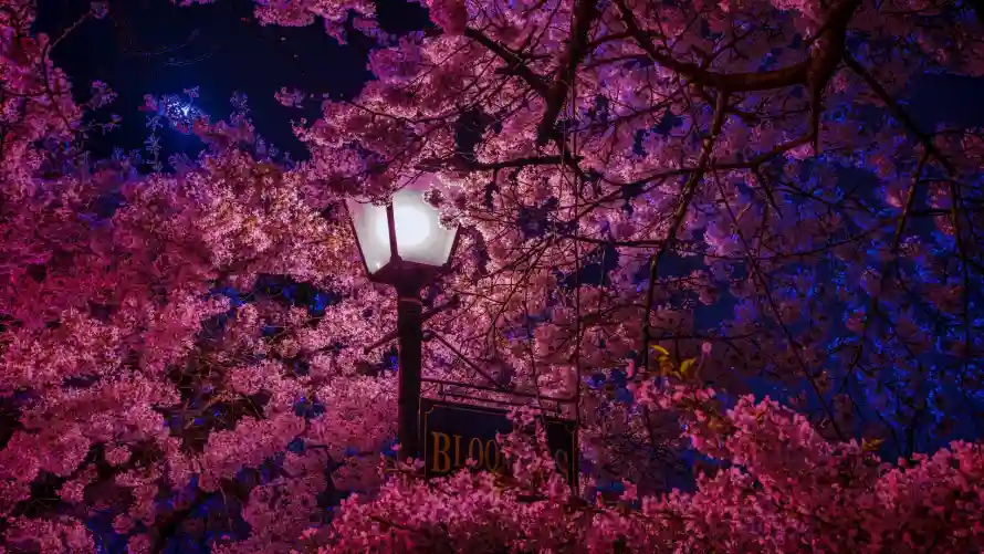 2k夜晚壁纸-粉色樱花与夜景-紫色背景热门的壁纸「哲风壁纸」