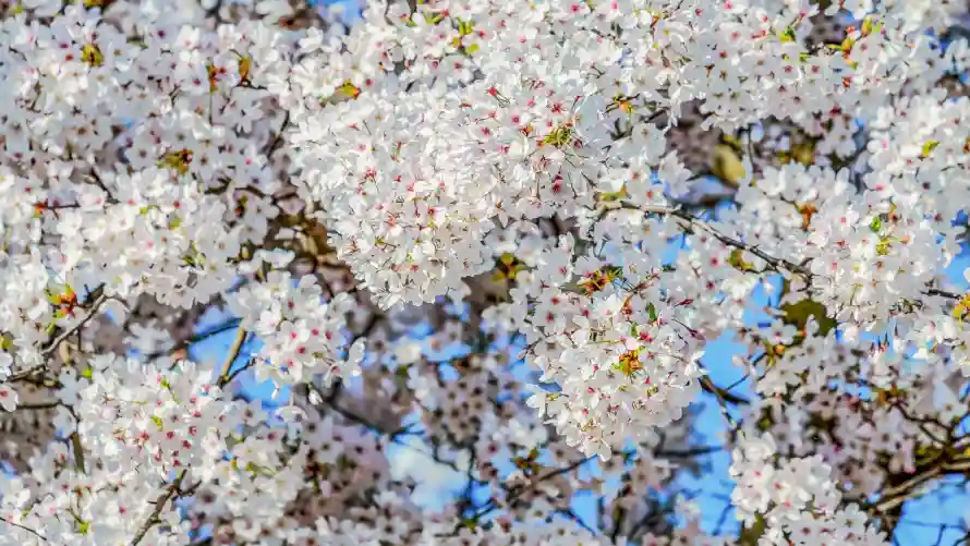 4k春日壁纸-樱花树壁纸和樱花-白色樱花免费下载「哲风壁纸」