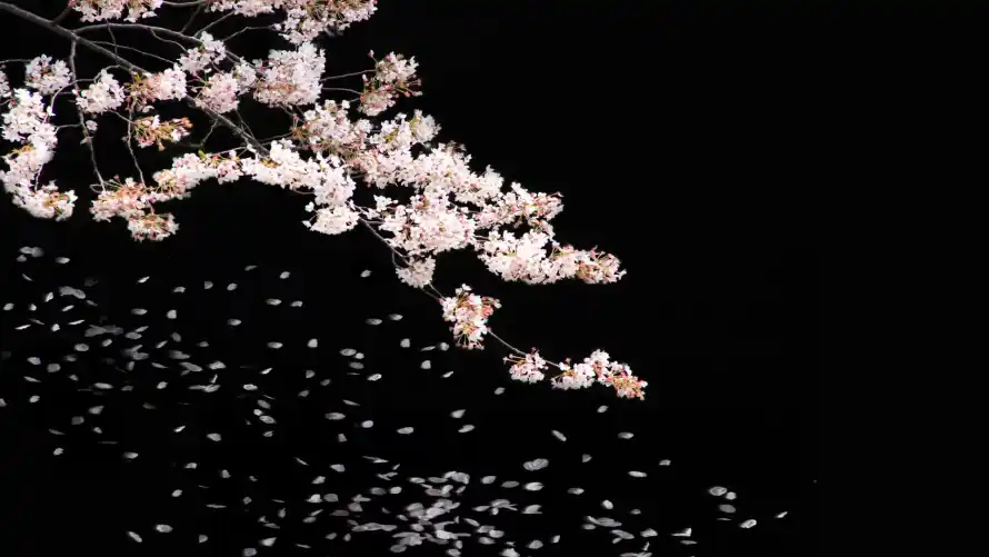 2k樱花壁纸-樱花枝和花瓣-粉色樱花壁纸分享「哲风壁纸」