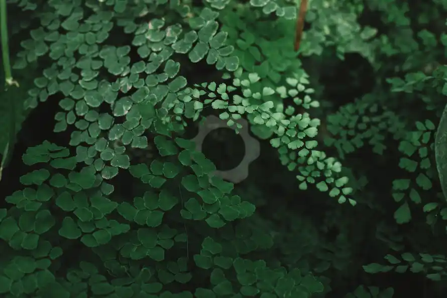 4k树叶壁纸 - 植物 - 绿叶 - 绿植「哲风壁纸」 4k树叶壁纸 - 植物 - 绿叶 - 绿植「哲风壁纸」