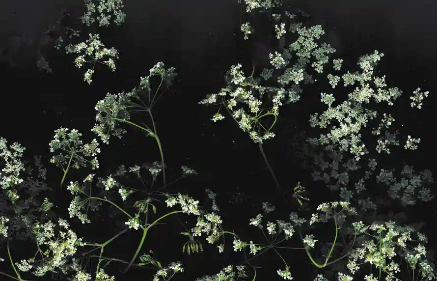4k植物壁纸 - 白花 - 花丛 - 花卉「哲风壁纸」