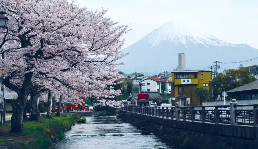 4k春景壁纸 - 樱花 - 河流 - 街道「哲风壁纸」