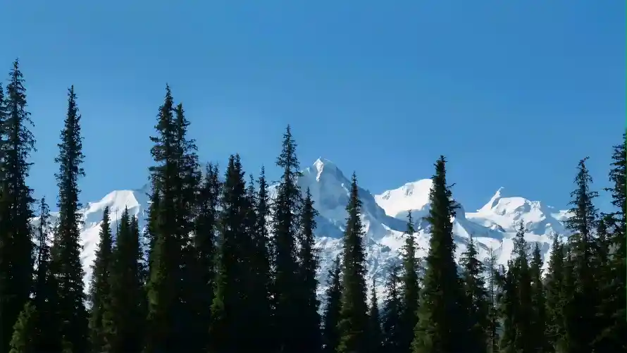 4k森林壁纸 - 蓝天 - 雪山 - 风景「哲风壁纸」