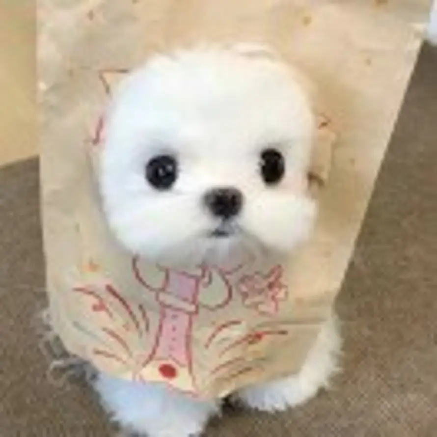 鱼丸的头像