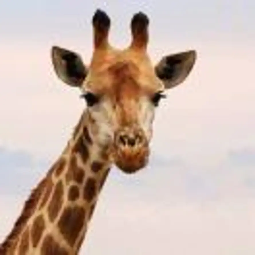 🦒的头像