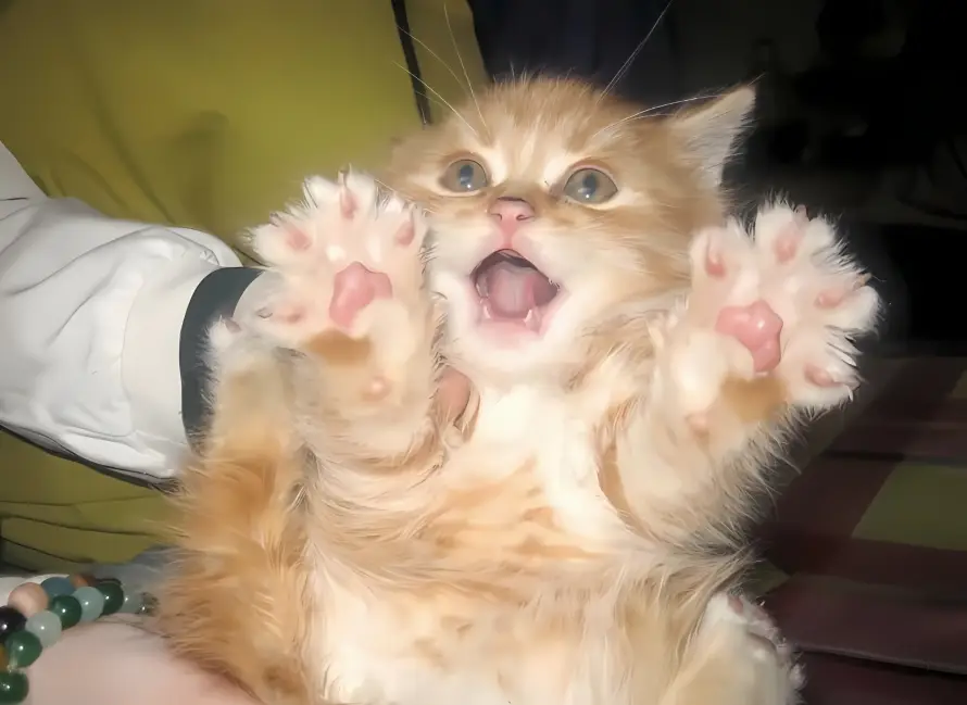 2k可爱壁纸-小奶猫与萌宠-壁纸分享「哲风壁纸」