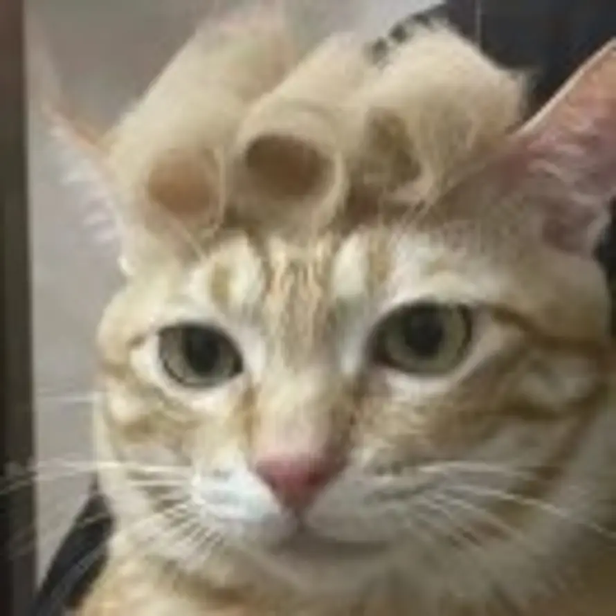 A....的头像