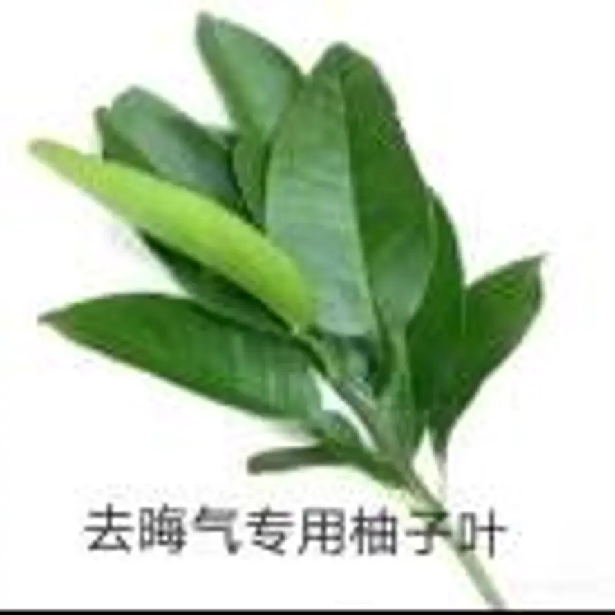 黑猫的头像