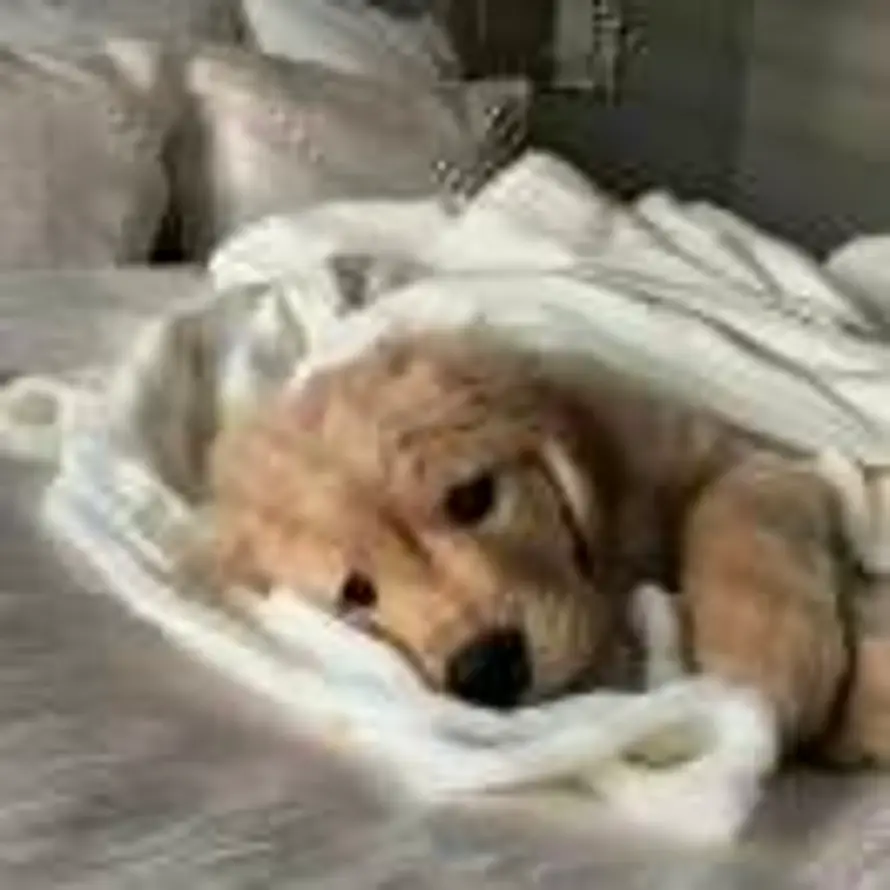 玉子烧的头像