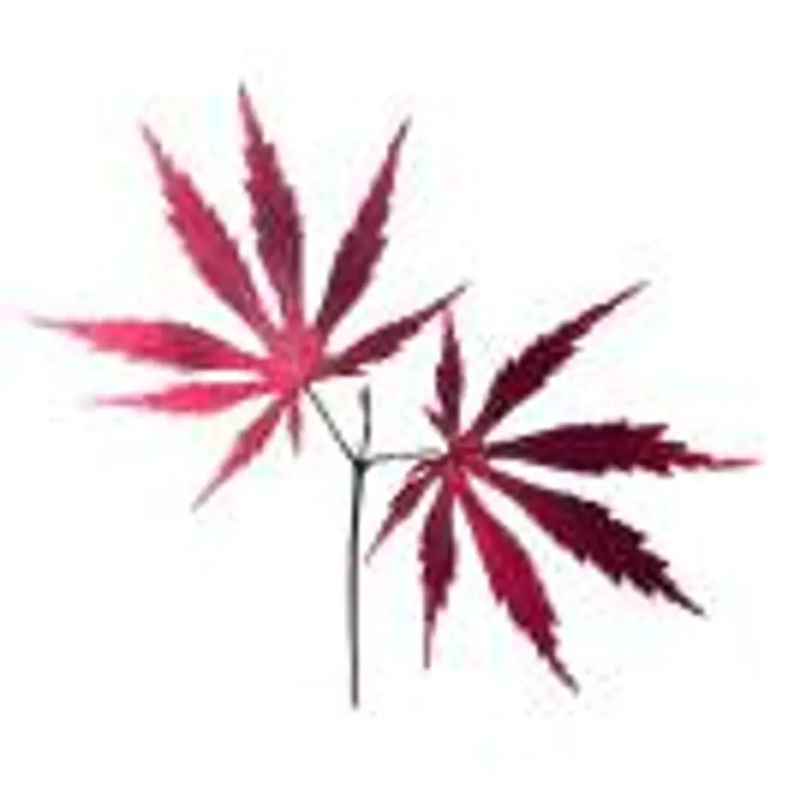 张清的头像