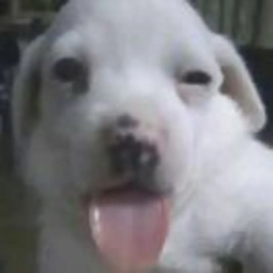 Shenyyy_i的头像