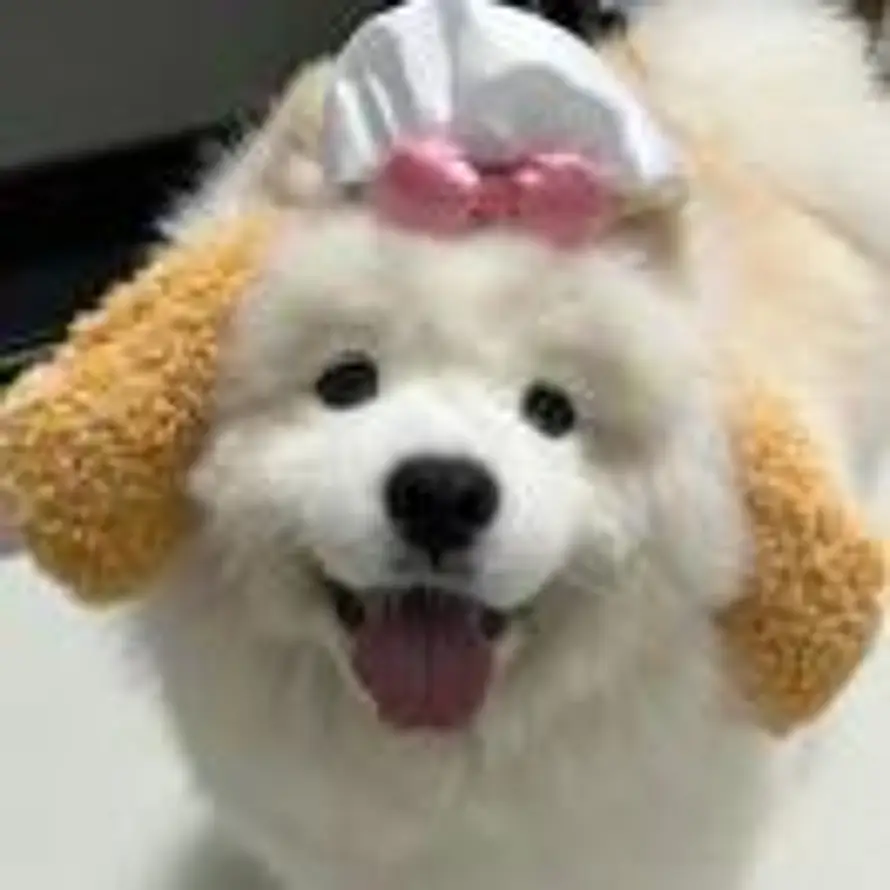 豆撅子的头像