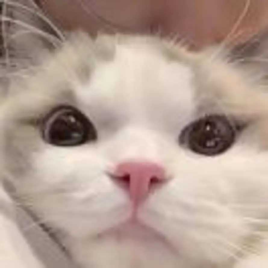 蒲扇.的头像