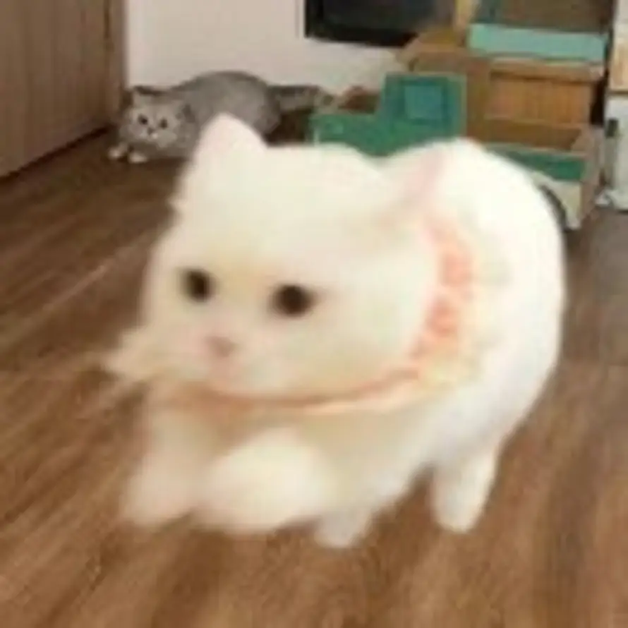 脆狸堡的头像