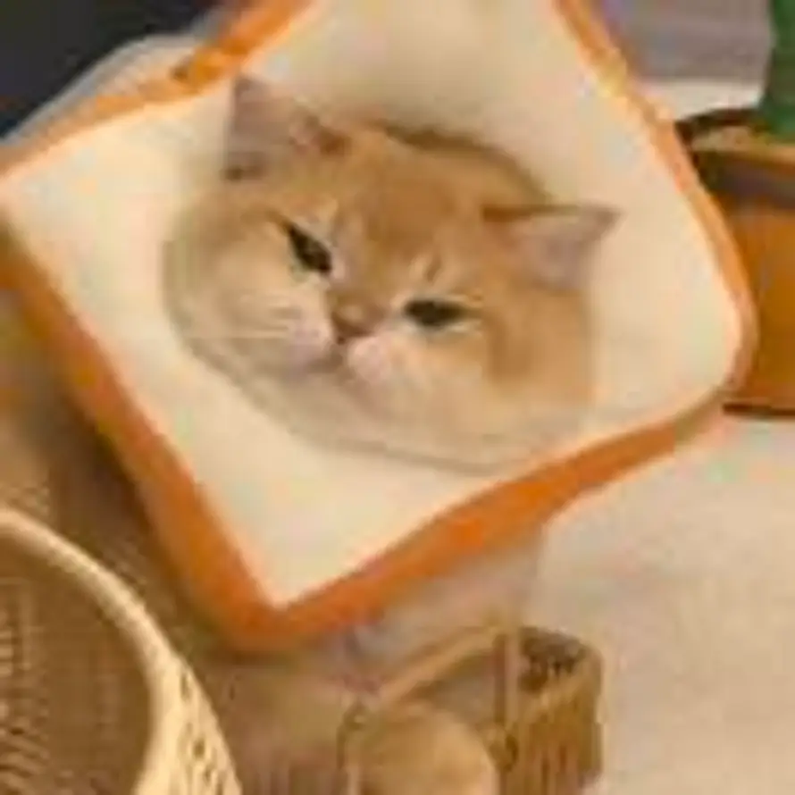 pomelo的头像