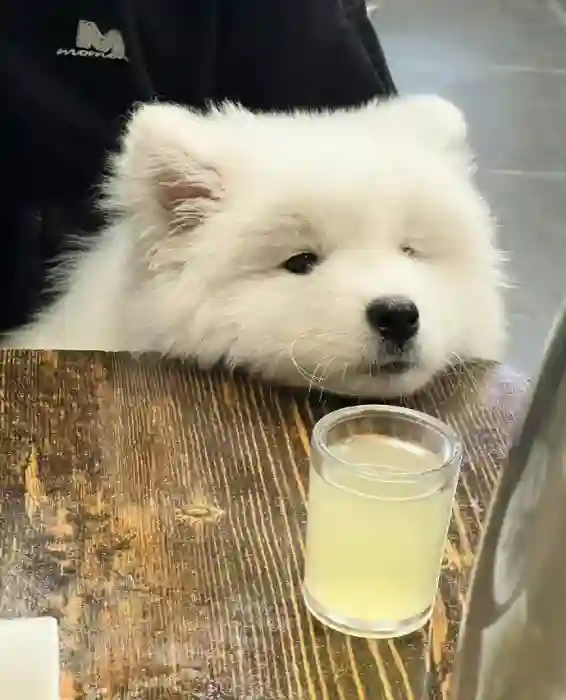 十七的头像
