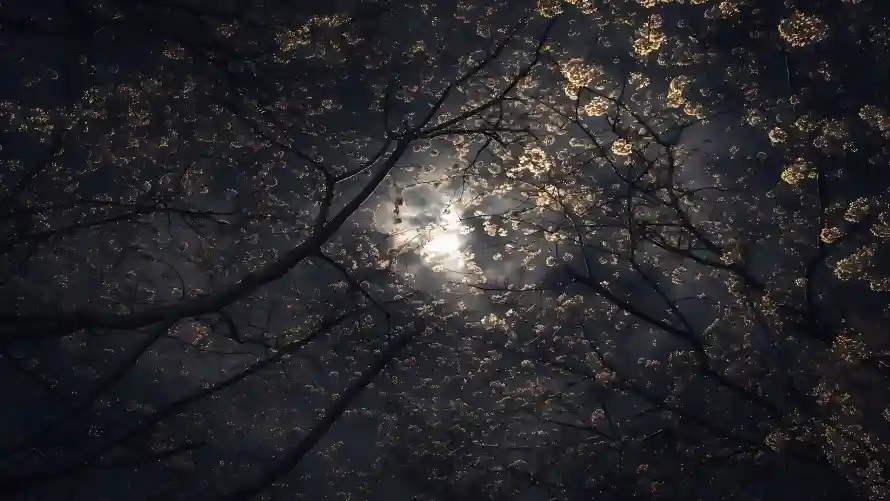 4k光影壁纸 - 夜景 - 安静 - 月光「哲风壁纸」 4k光影壁纸 - 夜景 - 安静 - 月光「哲风壁纸」