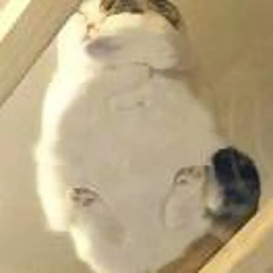 yuyuer🐈的头像