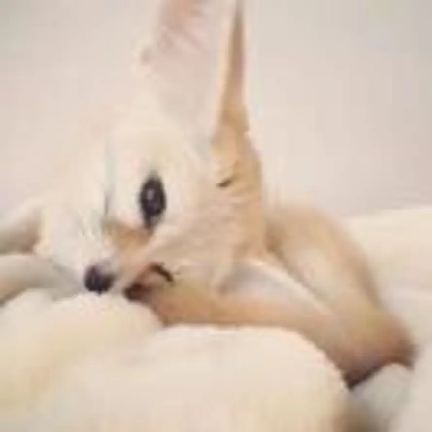 Billie的头像