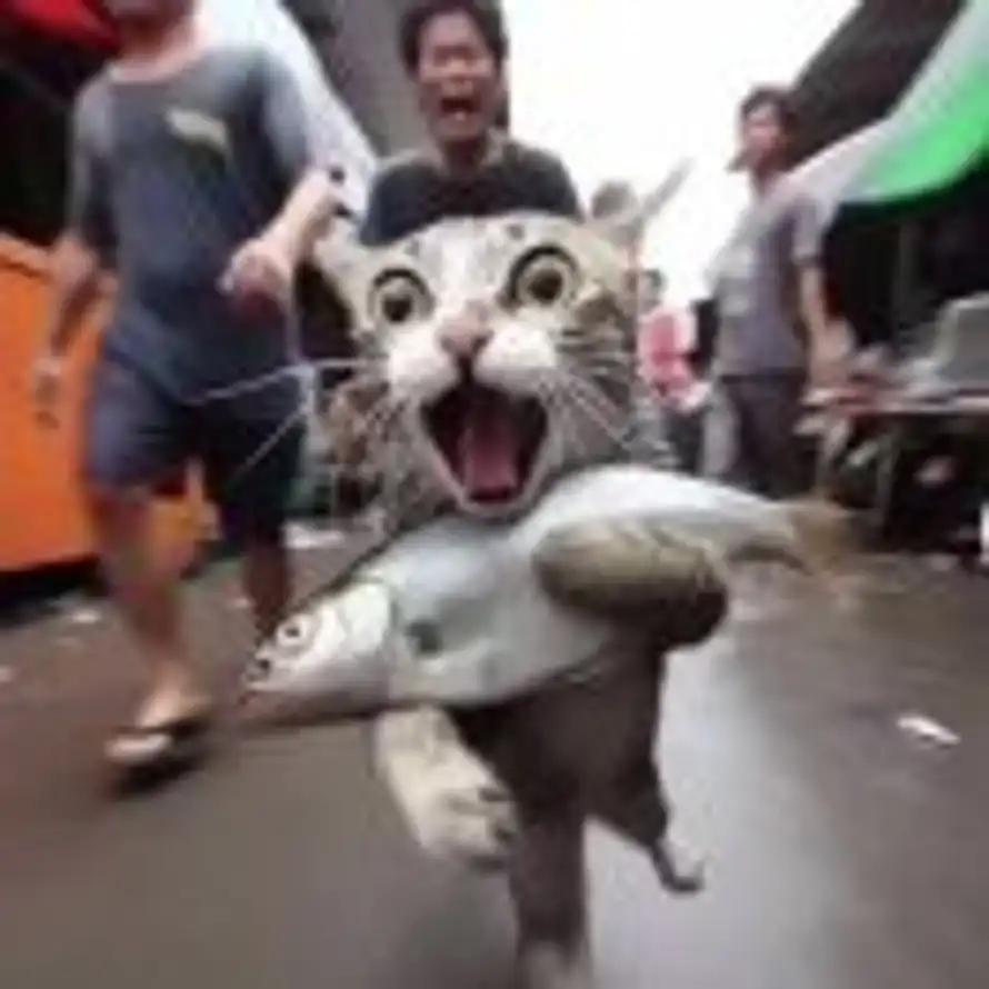 嘉的头像