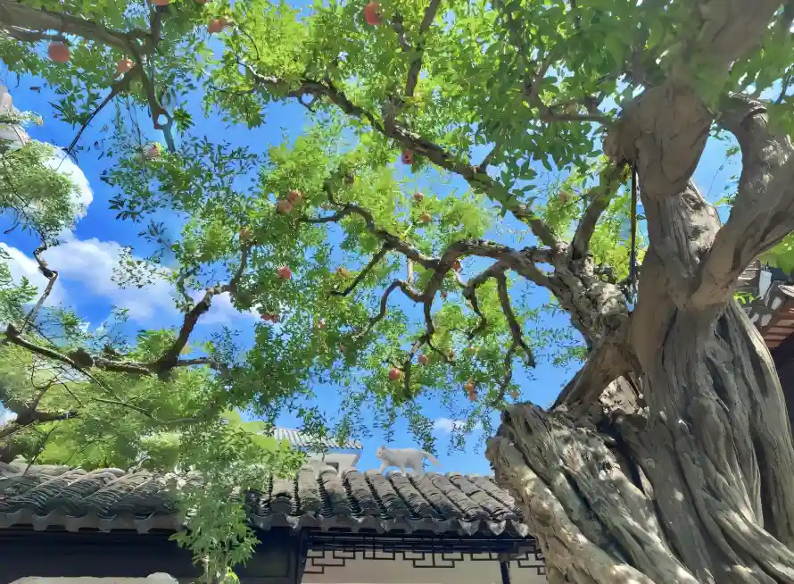 2k房顶壁纸-蓝天与绿叶-免费下载「哲风壁纸」
