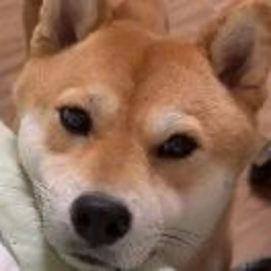 Hélà的头像