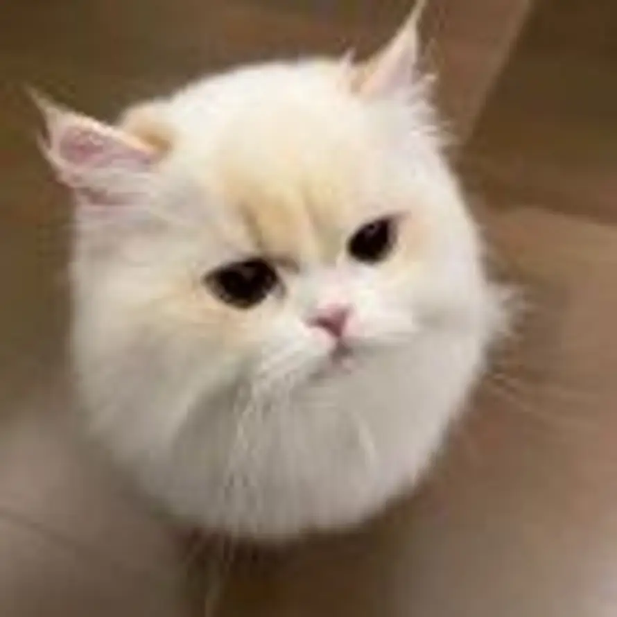 ´ε｀的头像