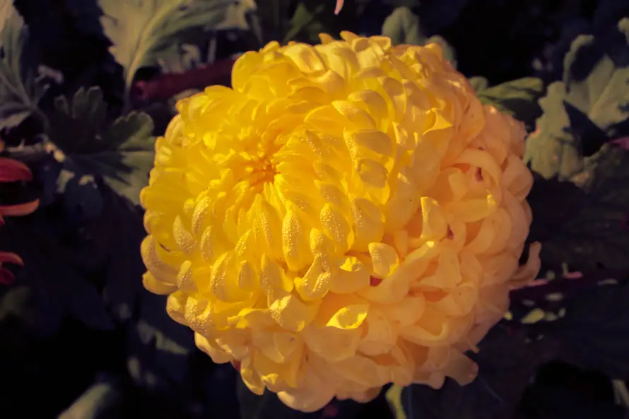 4k植物壁纸 - 特写 - 花卉 - 菊花「哲风壁纸」