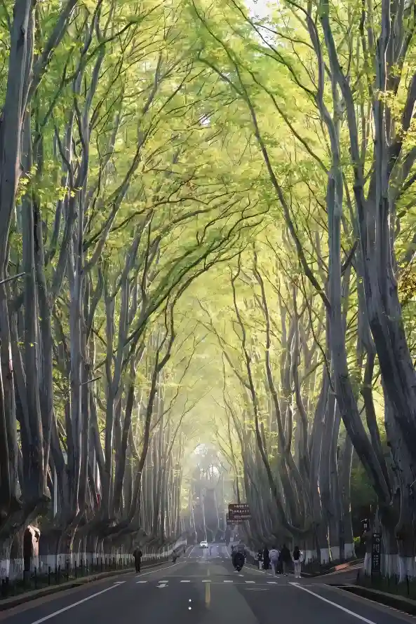 4k夏天壁纸 - 绿树 - 行人 - 道路「哲风壁纸」