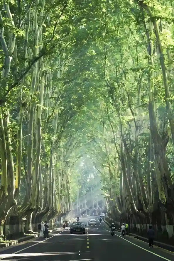 4k春天壁纸 - 绿树 - 车辆 - 道路「哲风壁纸」