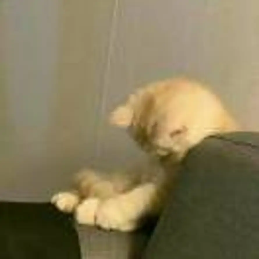 Tsuki的头像