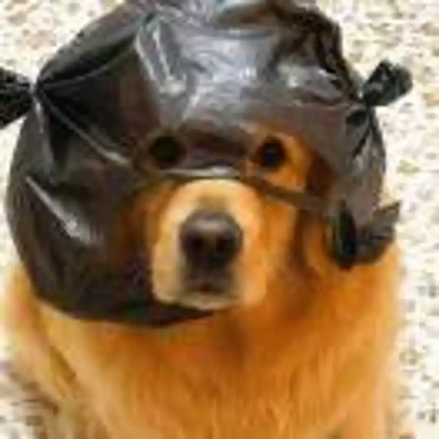 Cabbage的头像