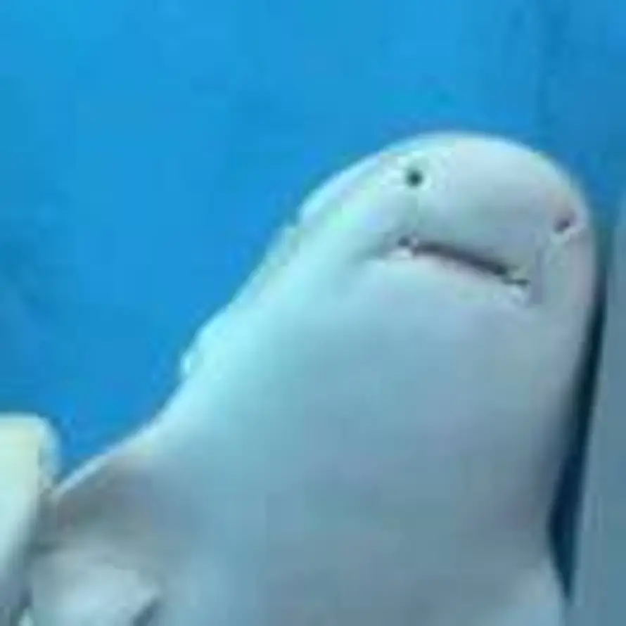 ʚ耳朵里的阳光ɞ的头像