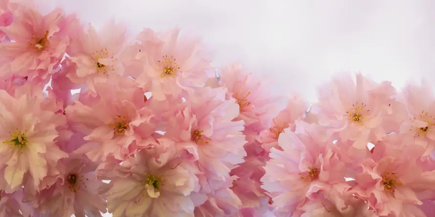 4k景观壁纸 - 樱花 - 粉色 - 自然「哲风壁纸」 4k景观壁纸 - 樱花 - 粉色 - 自然「哲风壁纸」