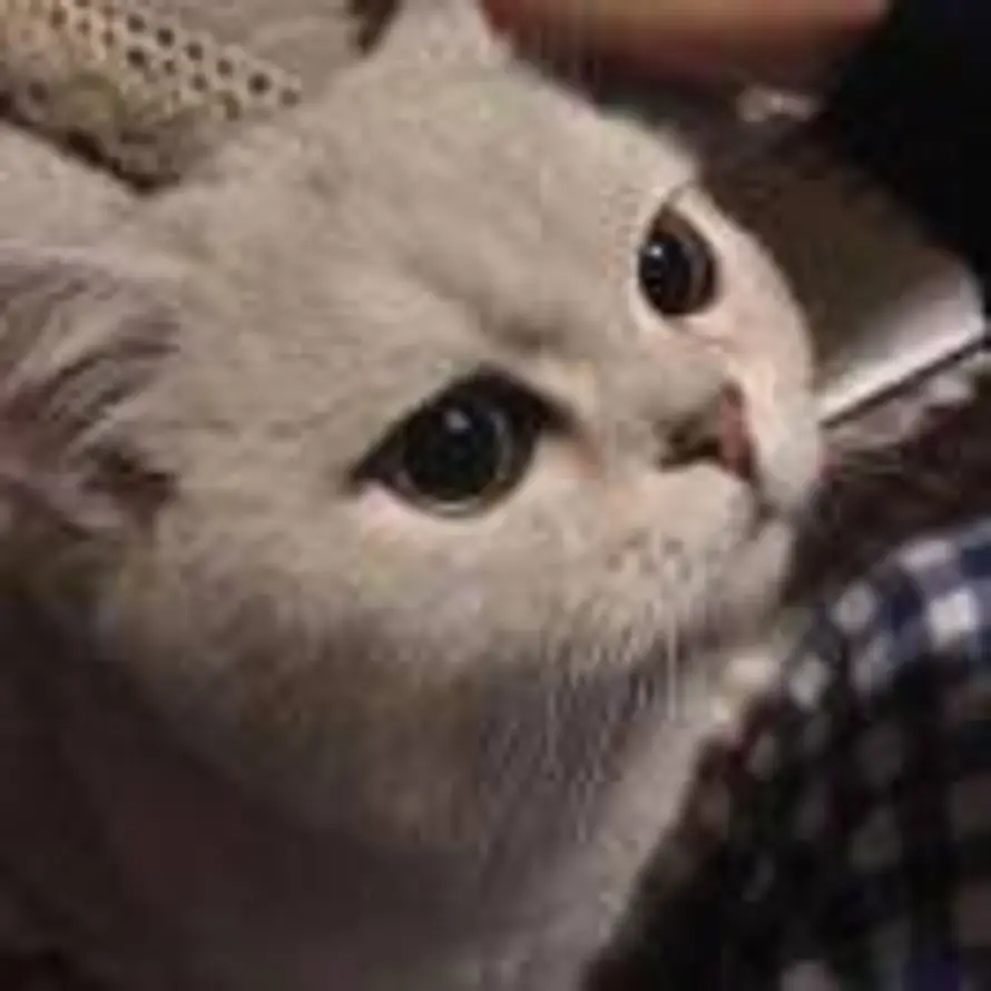 douim.的头像