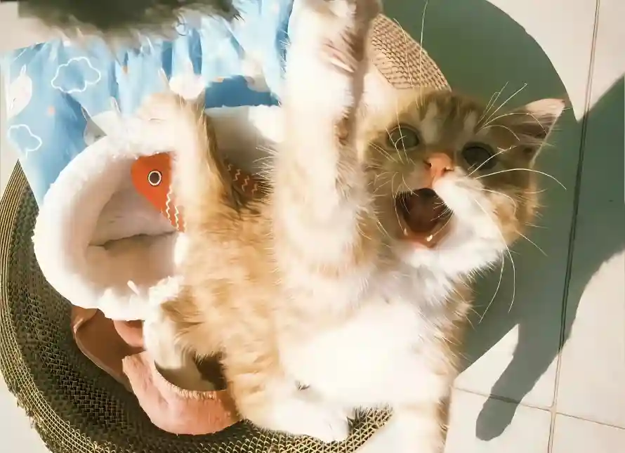 4k可爱壁纸 - 橘猫 - 猫窝 - 玩耍「哲风壁纸」