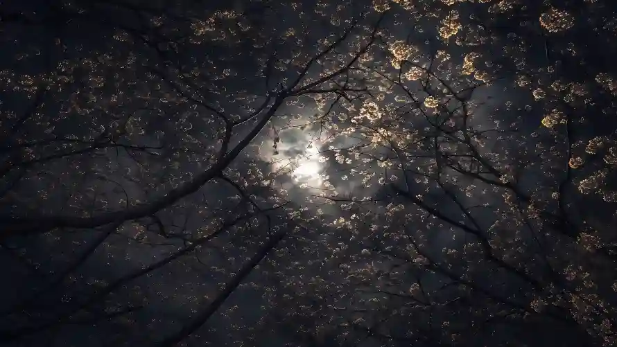 3k光影壁纸-月光照应 - 夜晚-自然风景壁纸推荐「哲风壁纸」