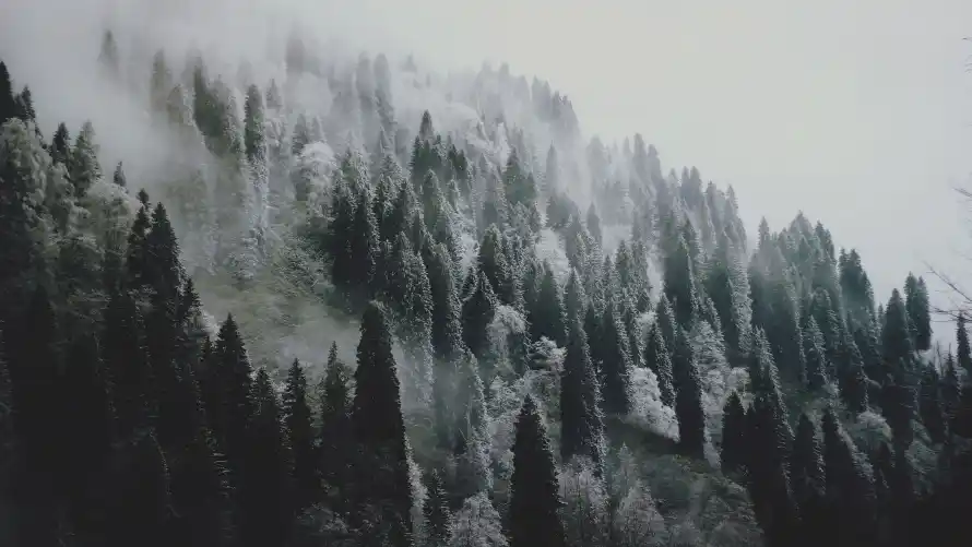 4k冬季壁纸 - 雪 - 寂静 - 山林「哲风壁纸」 4k冬季壁纸 - 雪 - 寂静 - 山林「哲风壁纸」